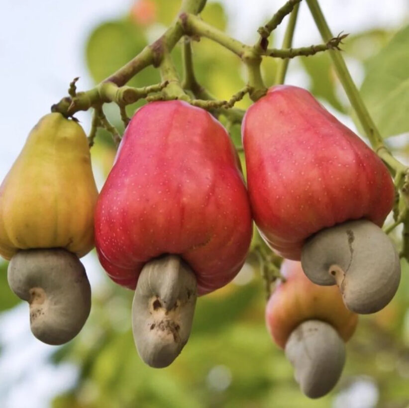 Grumpy Fruit